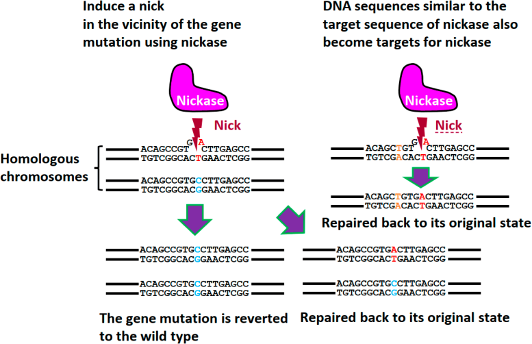 Genome Editing Using the Cas9 Mutant Nickase