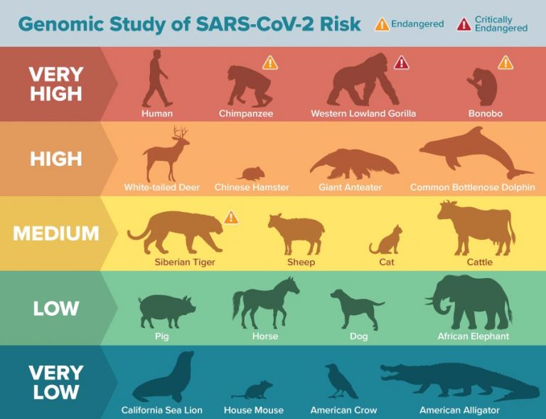 Many Animal Species Vulnerable to SARS-CoV-2 / COVID-19 According to ...