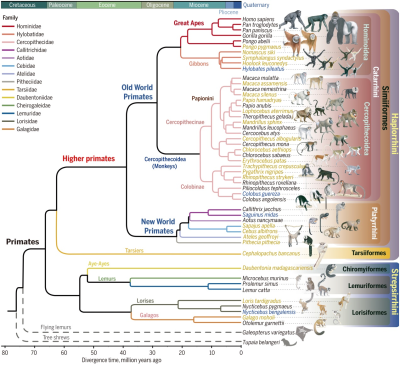 Lower Primates New Research Unlocks Hidden Secrets of Primate Evolution