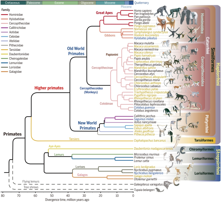 Genomic Phylogeny of Primates