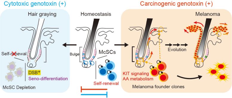 Genotoxic Stress and Melanocyte Stem Cell Fate