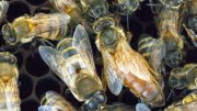 Gentle Africanized Honey Bees