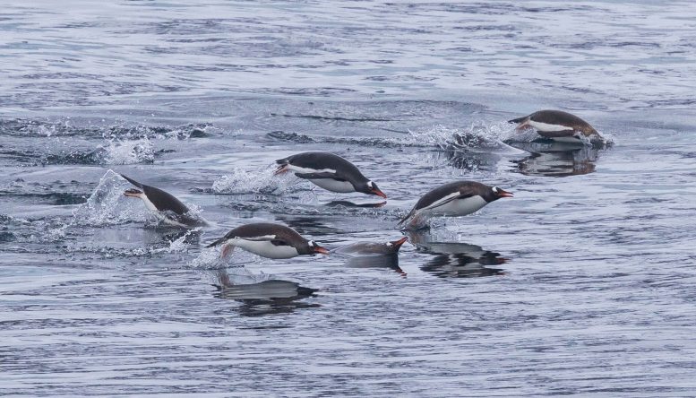 Gentoo Penguin Porpoising