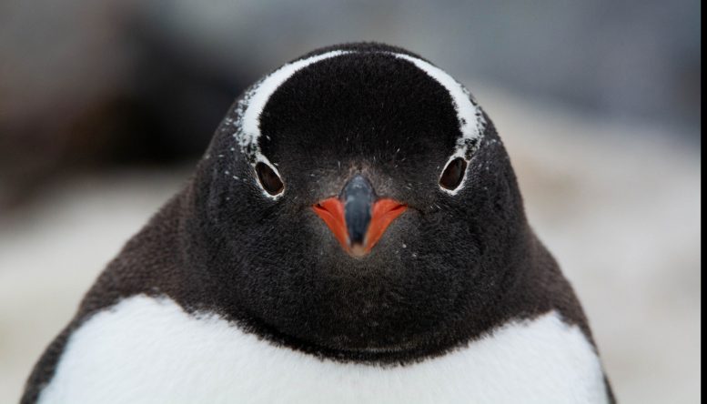 Gentoo Penguin Portrait