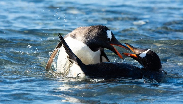 Gentoo Penguins Swimming