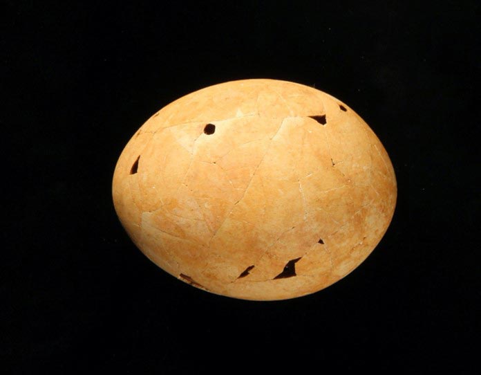 Un œuf préhistorique controversé identifié comme le dernier « canard de la mort du démon »
