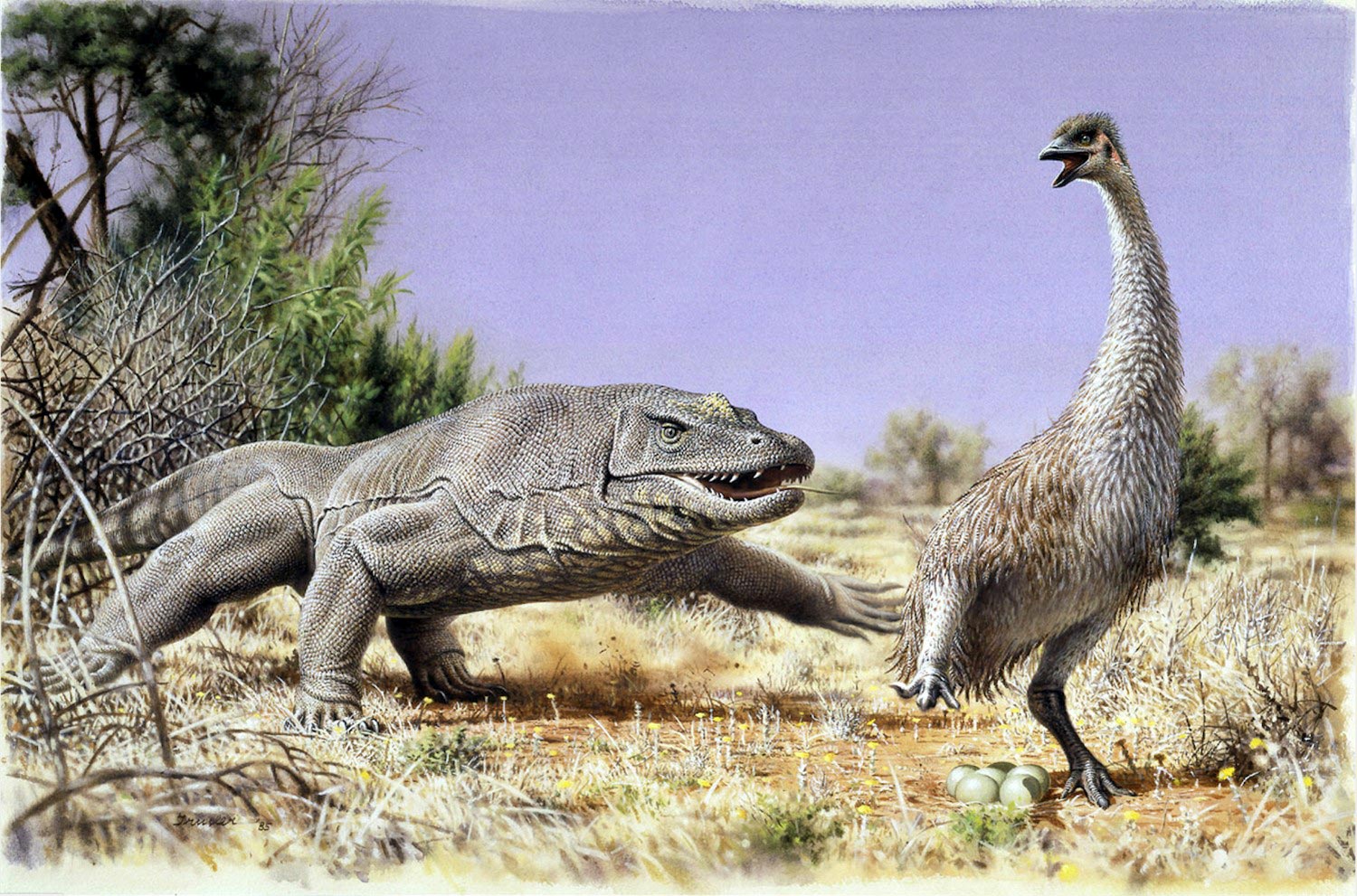 Ancient Proteins Show First Australian People Ate Giant Eggs of Huge  Flightless Birds