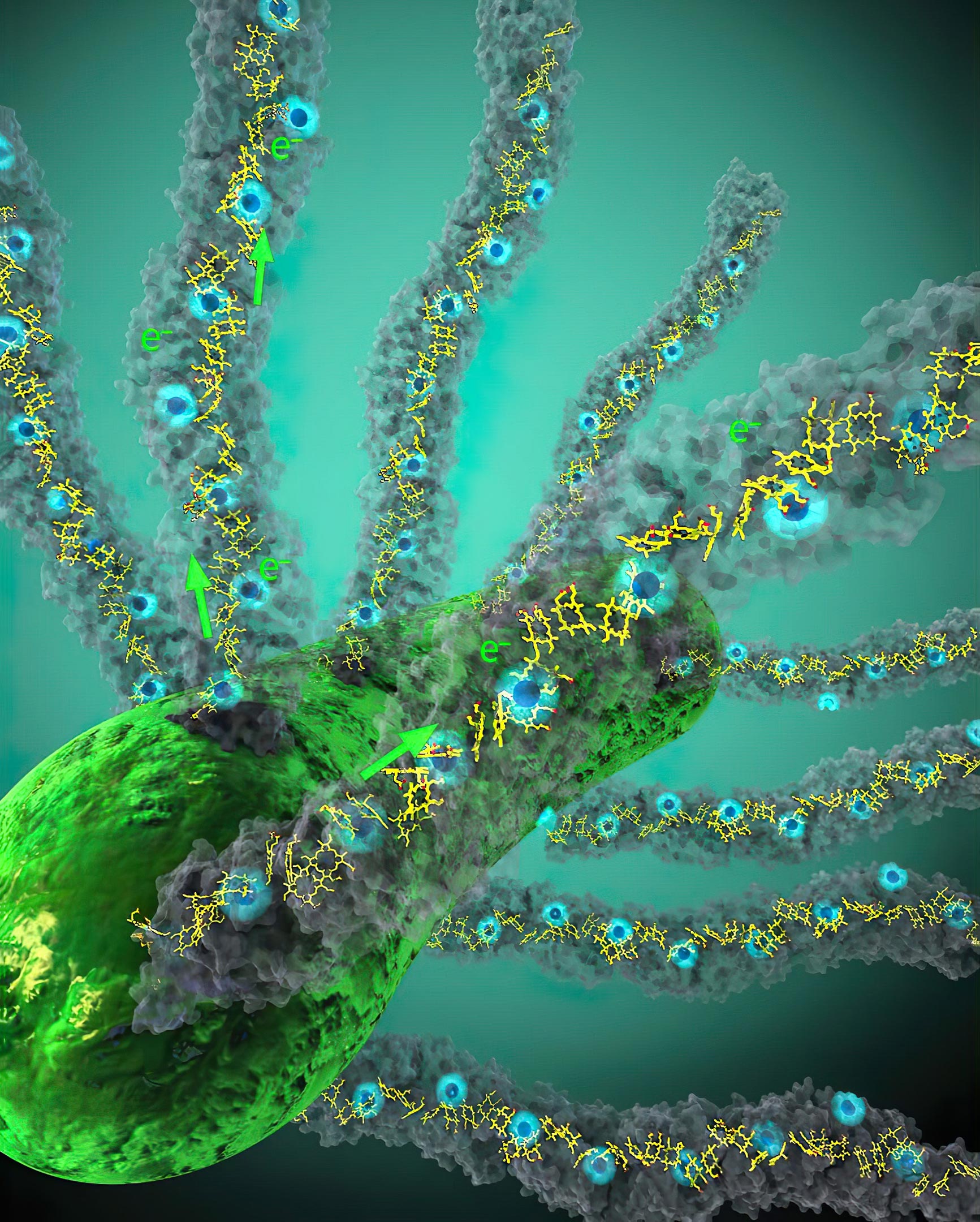 Geobacter Nanowires Embedded Hemes