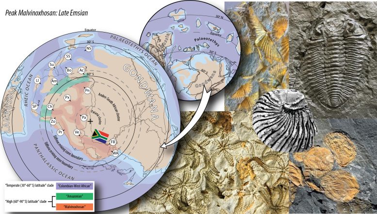 Geographic Reconstruction of Earth During the Devonian Period Showing South Africa’s Location at the South Pole and the Extent of the Malvinoxhosan Biotas