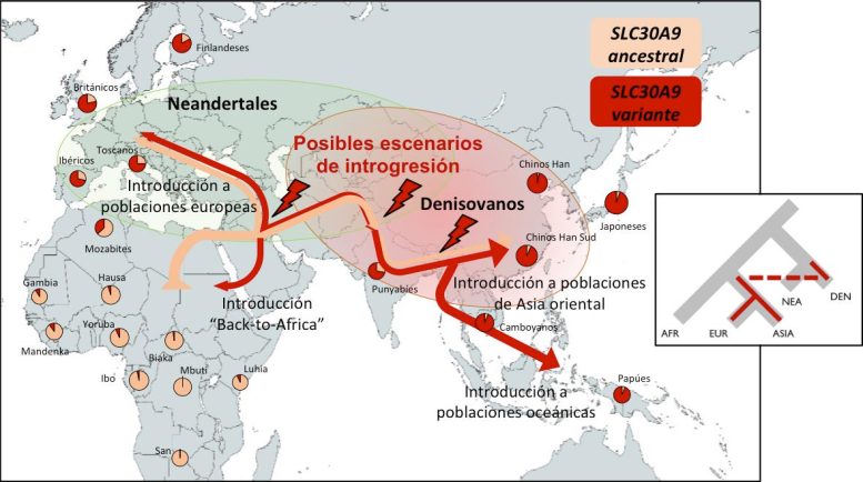 Geographical Distribution of the Substitution Identified in the SLC30A9 Gene in Current Human Populations and Possible Scenarios of Denisovan Introgression