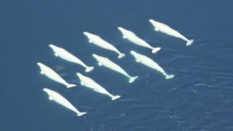 Georgia Aquarium’s controversial plan to move 18 wild beluga whales into captivity