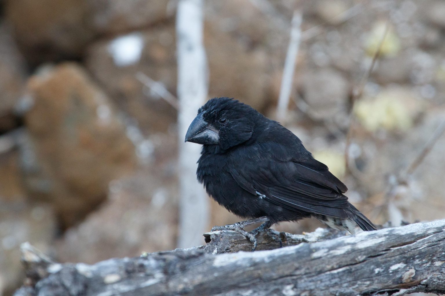 Decoding Evolution: Landmark Study Sheds Light on Darwin’s Iconic Finches