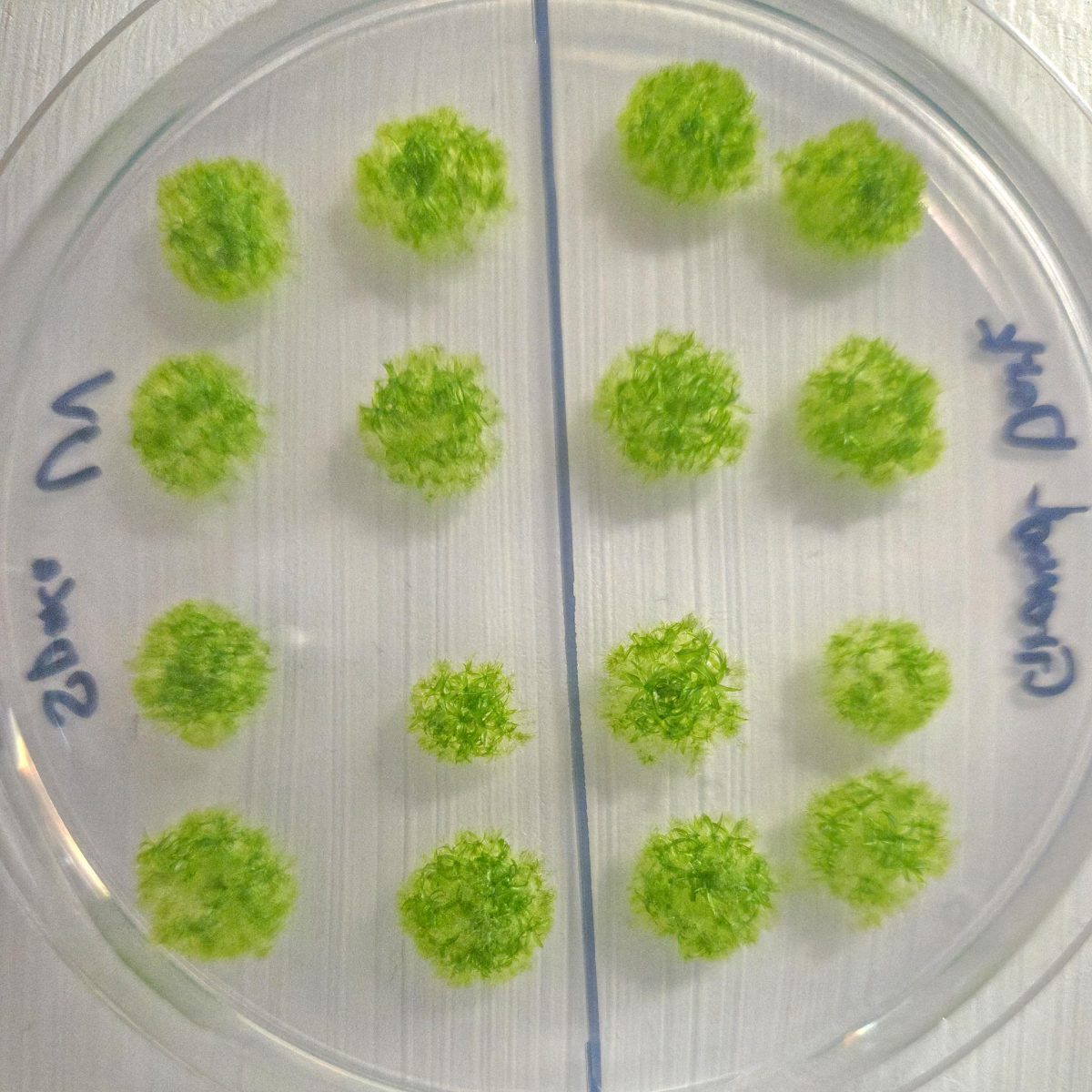 Moss Particles Scientists Stunned as Moss Survives 9 Months in Open Space