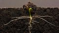 Germinating Bean Seedling Growing Lateral Roots