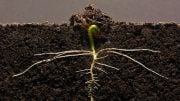 Germinating Bean Seedling Growing Lateral Roots