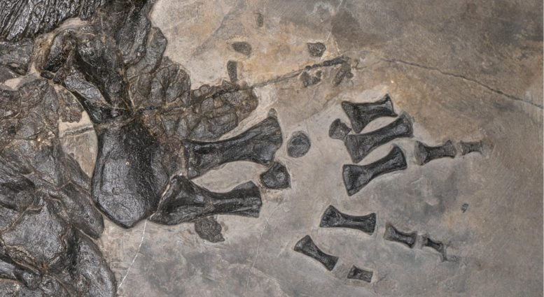 Gerrothorax Fossil Holotype Left Hand