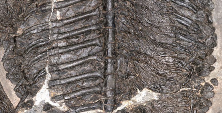 Gerrothorax Fossil Holotype Trunk