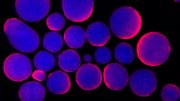Getting Cell Culture Research Right