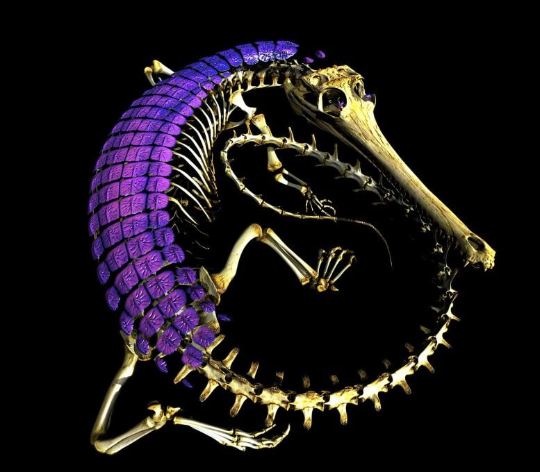 Scientists Solve 320-Million-Year Mystery of Reptile Skin Armor