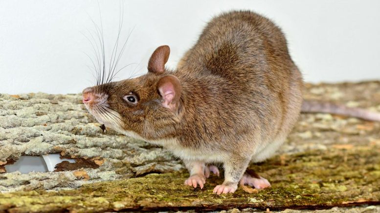 Giant African Pouched Rat