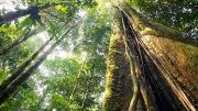 Giant Amazon Rainforest Tree