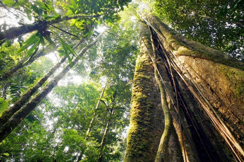 Giant Amazon Rainforest Tree