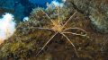 Giant Antarctic Sea Spider