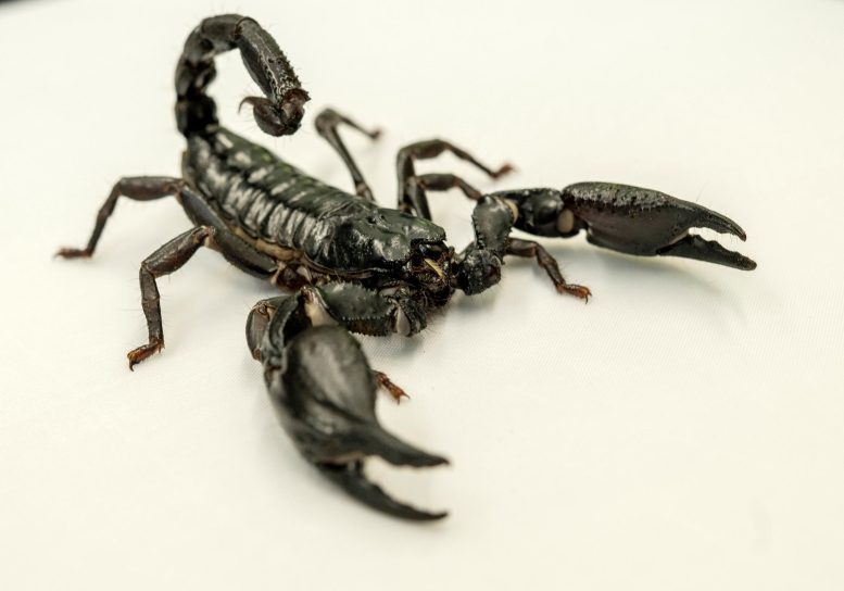 Giant Asian Forest Scorpion