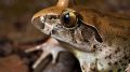 Giant Barred Frog (Mixophyes iteratus)