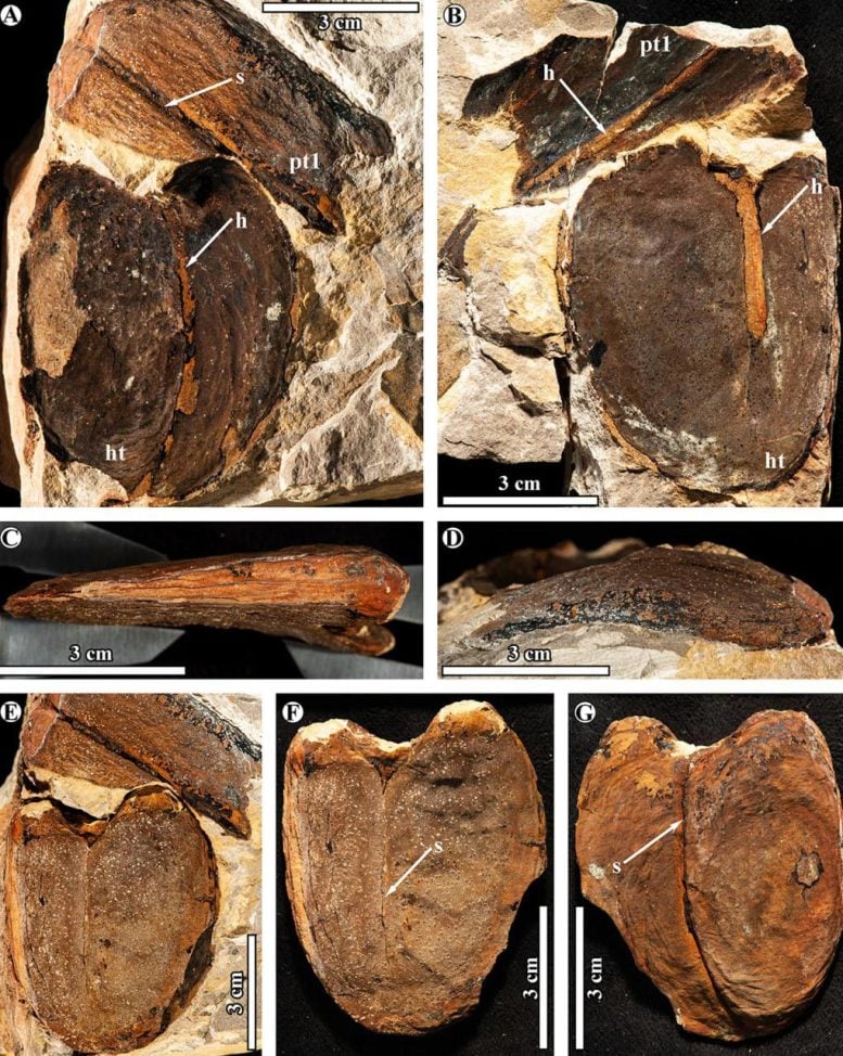 Fossils of giant beans