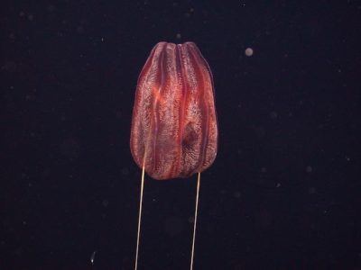 Stunning Diversity of Comb Jellies Revealed Through Genetic Probes