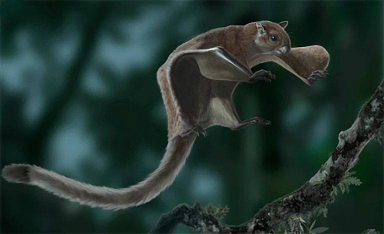 Ancient Giant Flying Squirrel Discovered in Tennessee