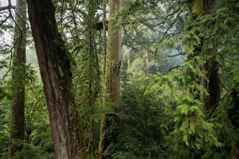 Giant Forest in Taiwan