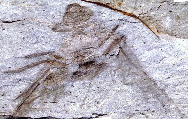 Giant Fossil Queen Ant Titanomyrma