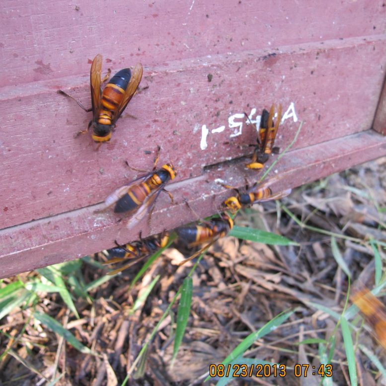 Giant Hornets at the Entrance to a Hive