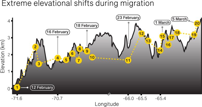 Migração do beija-flor gigante