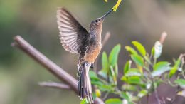 Giant Hummingbird (Patagona gigas)