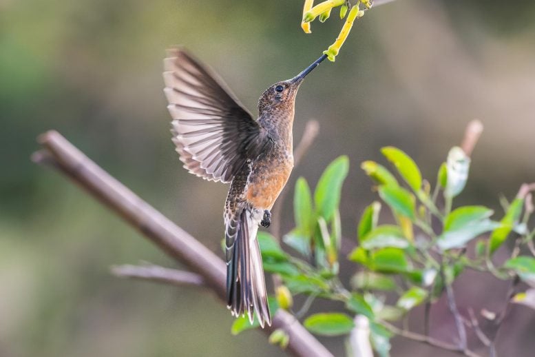 Giant Hummingbird (Patagona gigas)