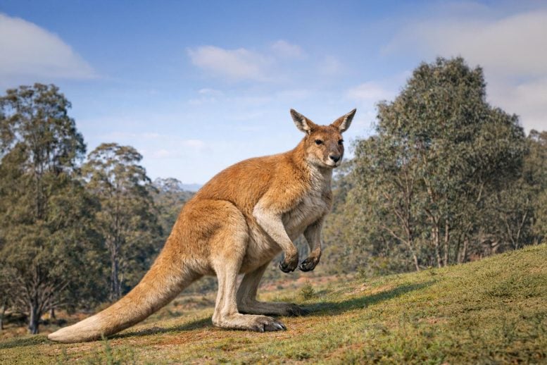 Giant Kangaroo