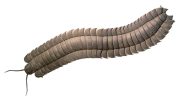 Giant Millipede Arthropleura