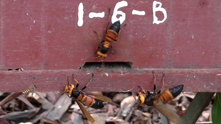 Giant “Murder” Hornets Attack a Beehive