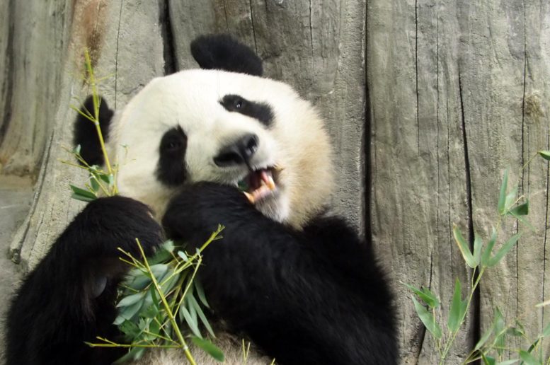 Giant Panda Eating