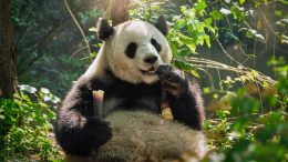 Giant Panda in China