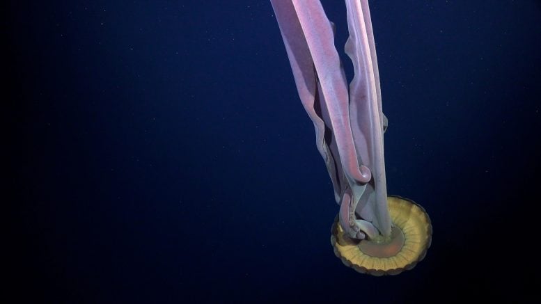 Giant Phantom Jelly