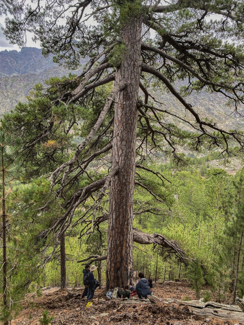 Giant Pine Tree Growing on Corsica
