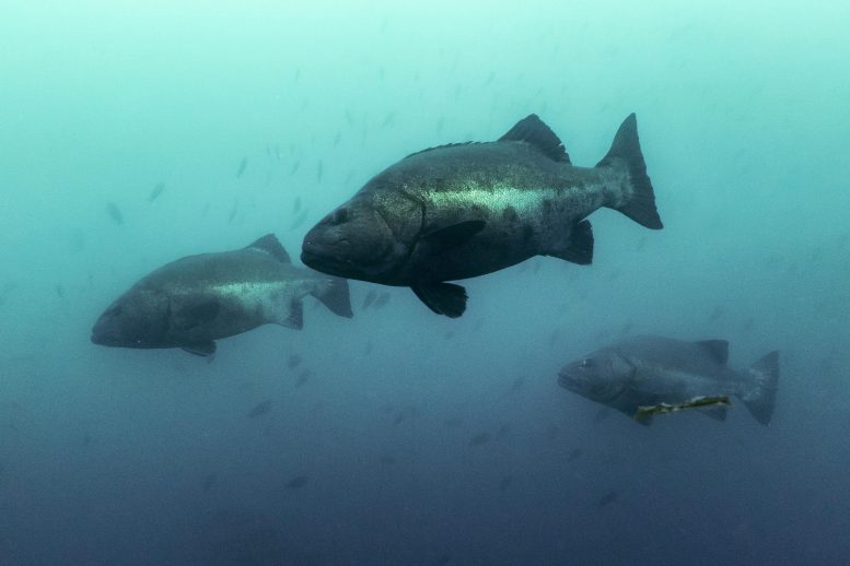 Giant Sea Bass Fish