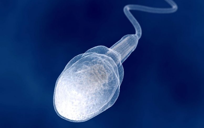 Giant Sperm Cell Illustration