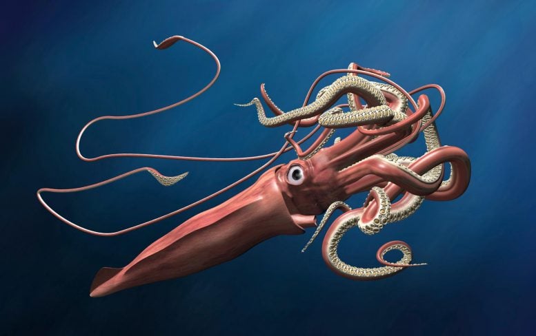 Giant Squid Illustration