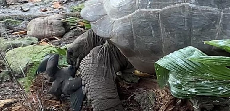 Giant Tortoise Attacks Bird 3