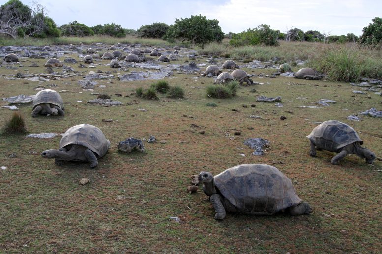 Giant Tortoises on Aldabra Atoll